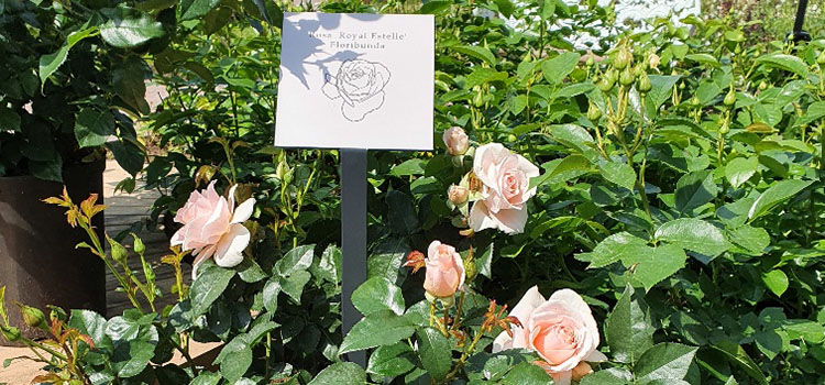 Rosa rosor och skylt i rosenträdgården. 