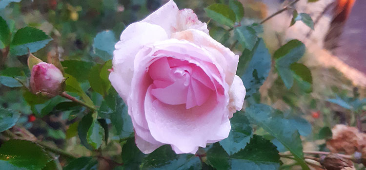 Rosa ros med rosenknopp.