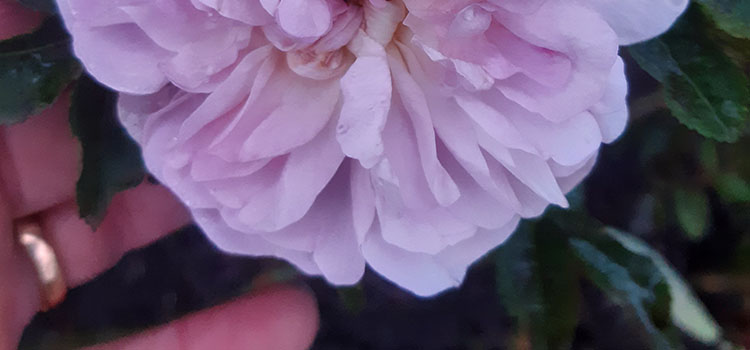 Hand som håller under rosa ros med många kronblad.