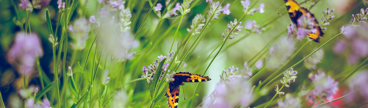 Bild på fjärilar som sitter på blommor.