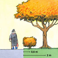 Illustration som visar avstånd mellan gata och planterade buskar och träd