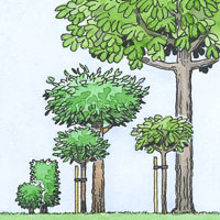 Illustration på träd