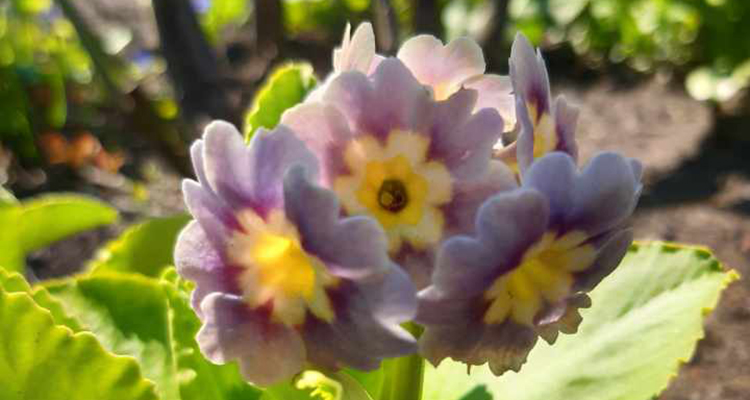 Närbild på blomma som heter Krusenstiernska. Den har ljust lila blad med en gul mitt. 