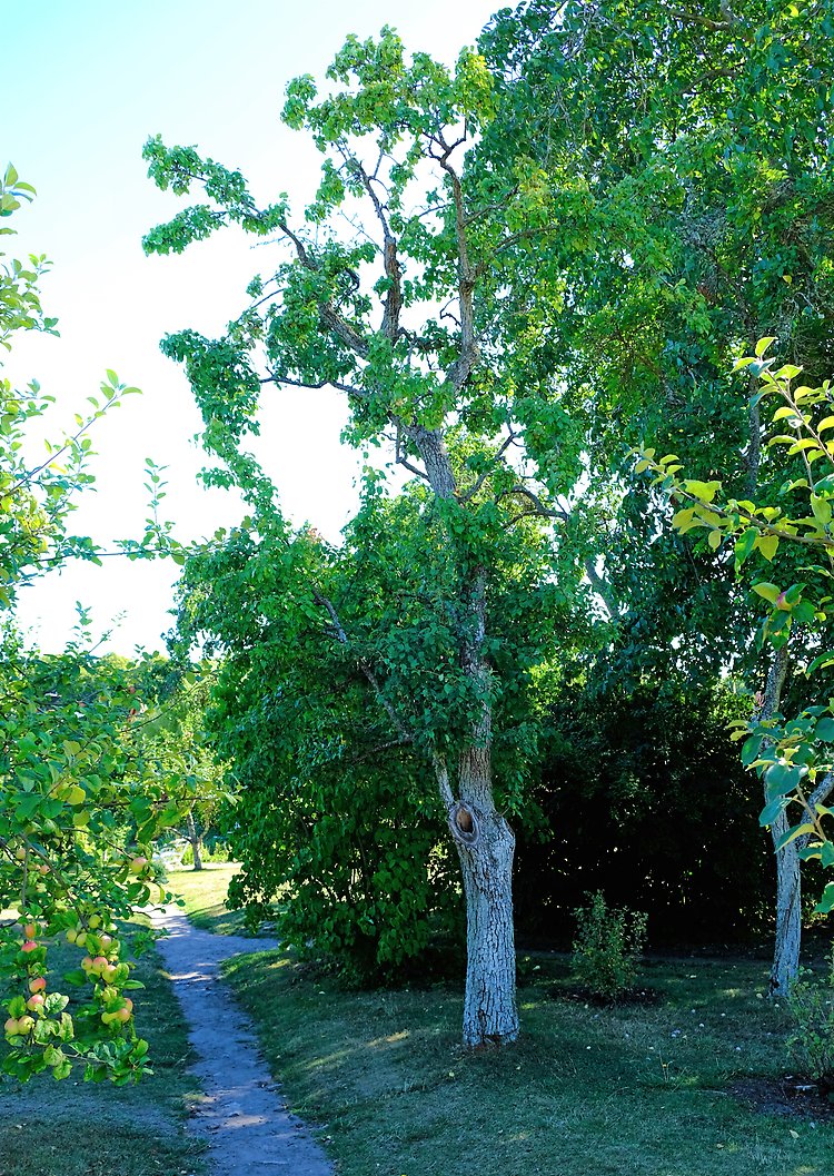 Flera träd i Krusenstienska trädgården. Till höger i bild, precis intill en gångstig, står ett päronträd av sorten Höstbergamott. Det är solig höstdag och bladen på träden är fortfarande gröna.  
